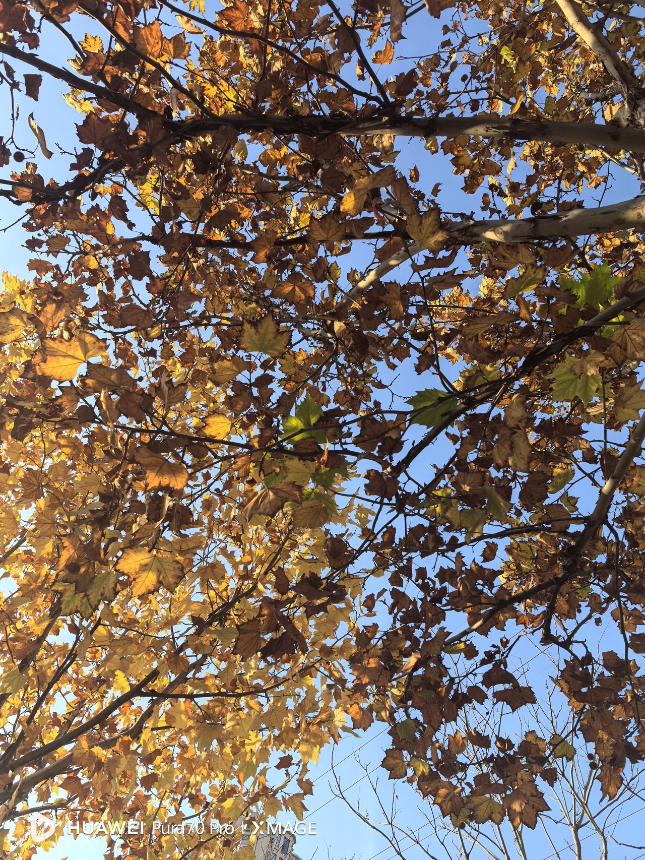 沧州提前供暖了，虽然正式启动供暖是11月12日0时，但从昨天应该就已经带温运行了