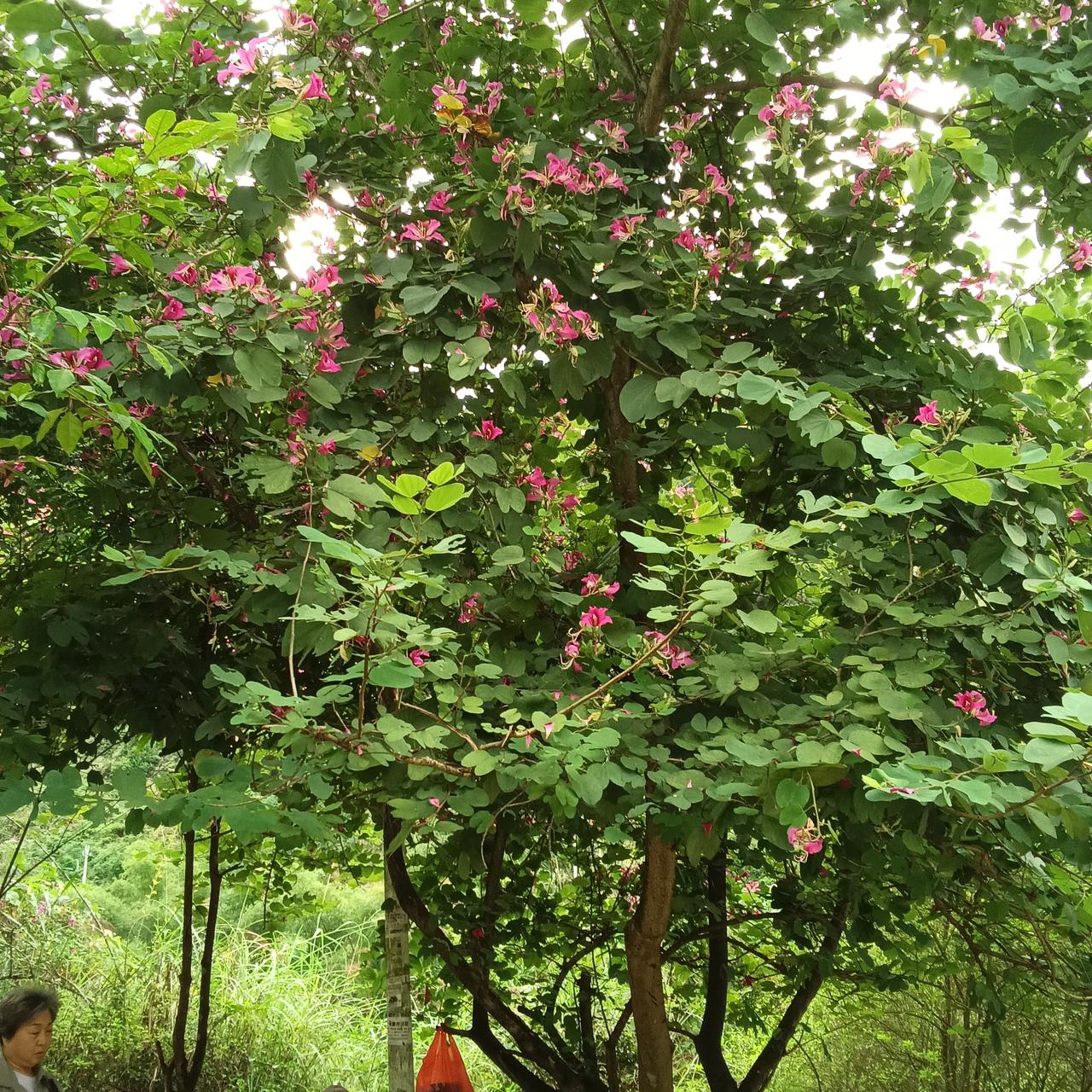 巴马坡月阴雨天
终于可以过去了

10月28日我们落地巴马坡月街的时候阳光明媚温