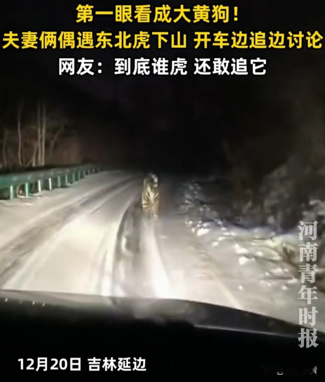 笑不活！夫妻遇东北虎第一眼看成大黄狗，吓出冷汗😱
 
吉林延边一对夫妻在山林间