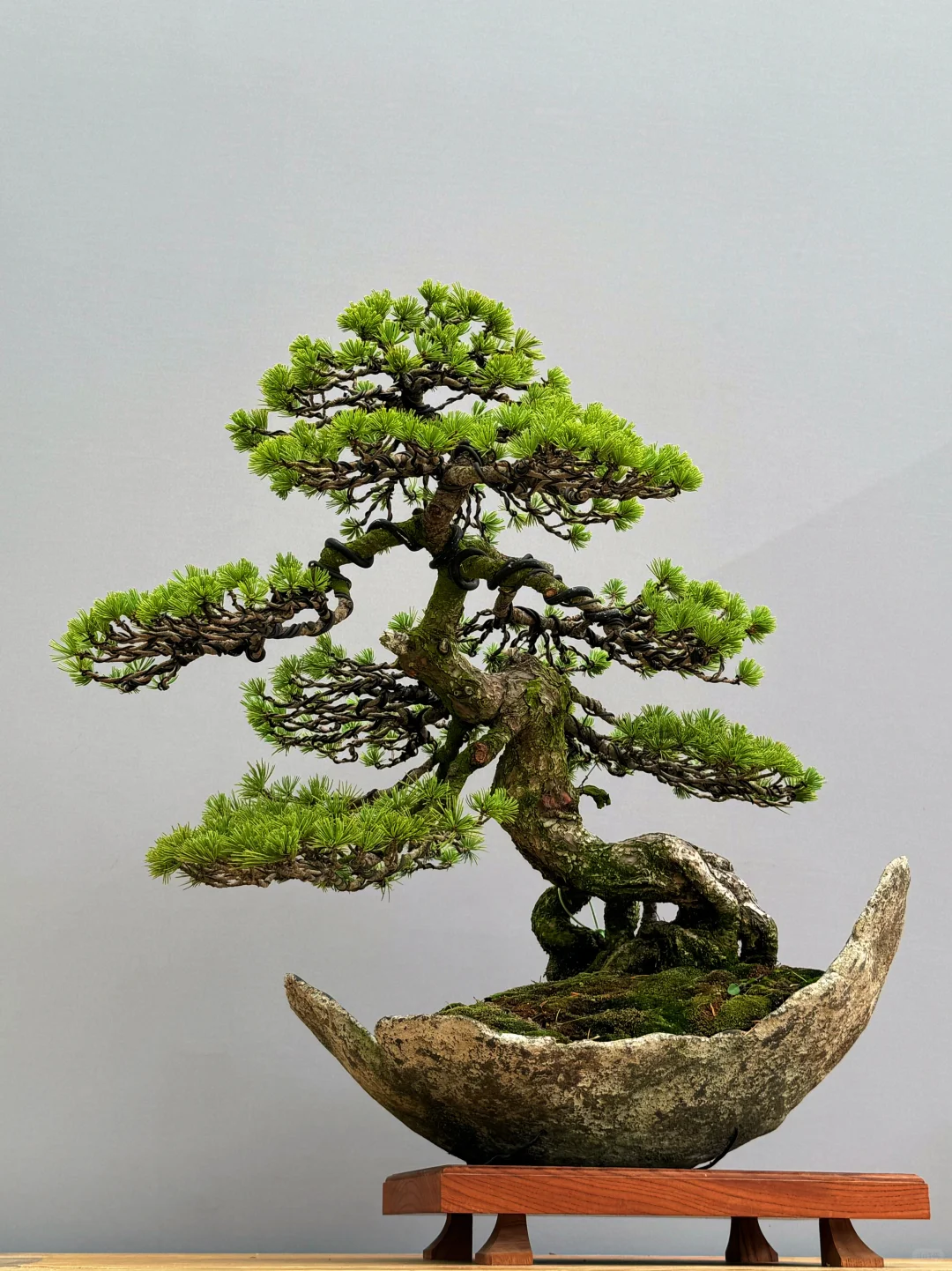 这颗松造型挺有意思的