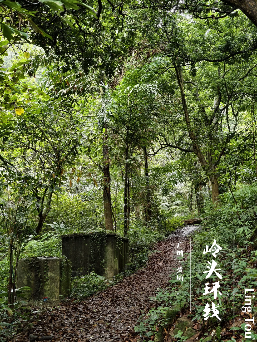 岭头环线｜原始环山步道，红茶创意园必逛