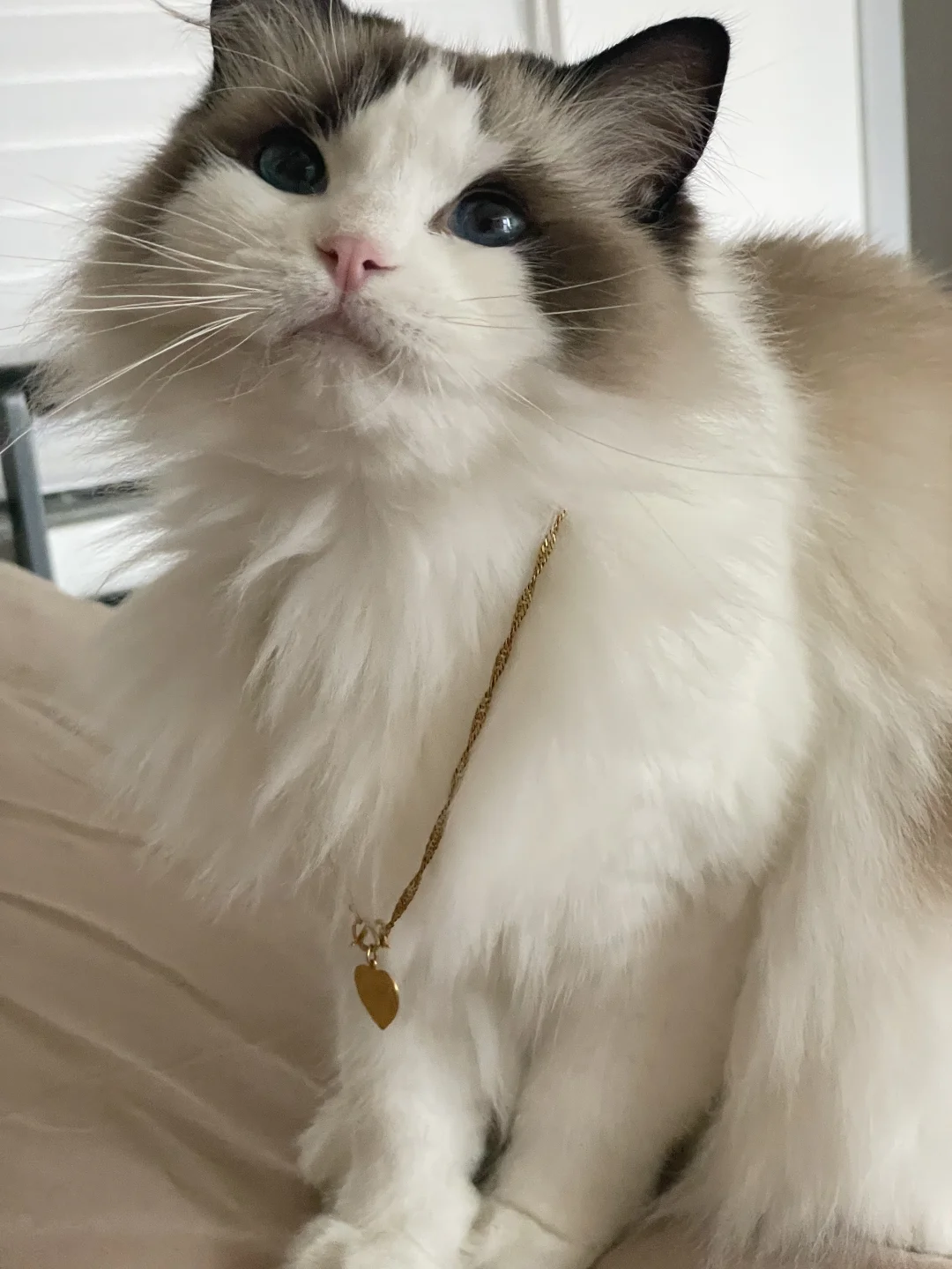 富贵修咪  hello我是穿金戴银的富婆