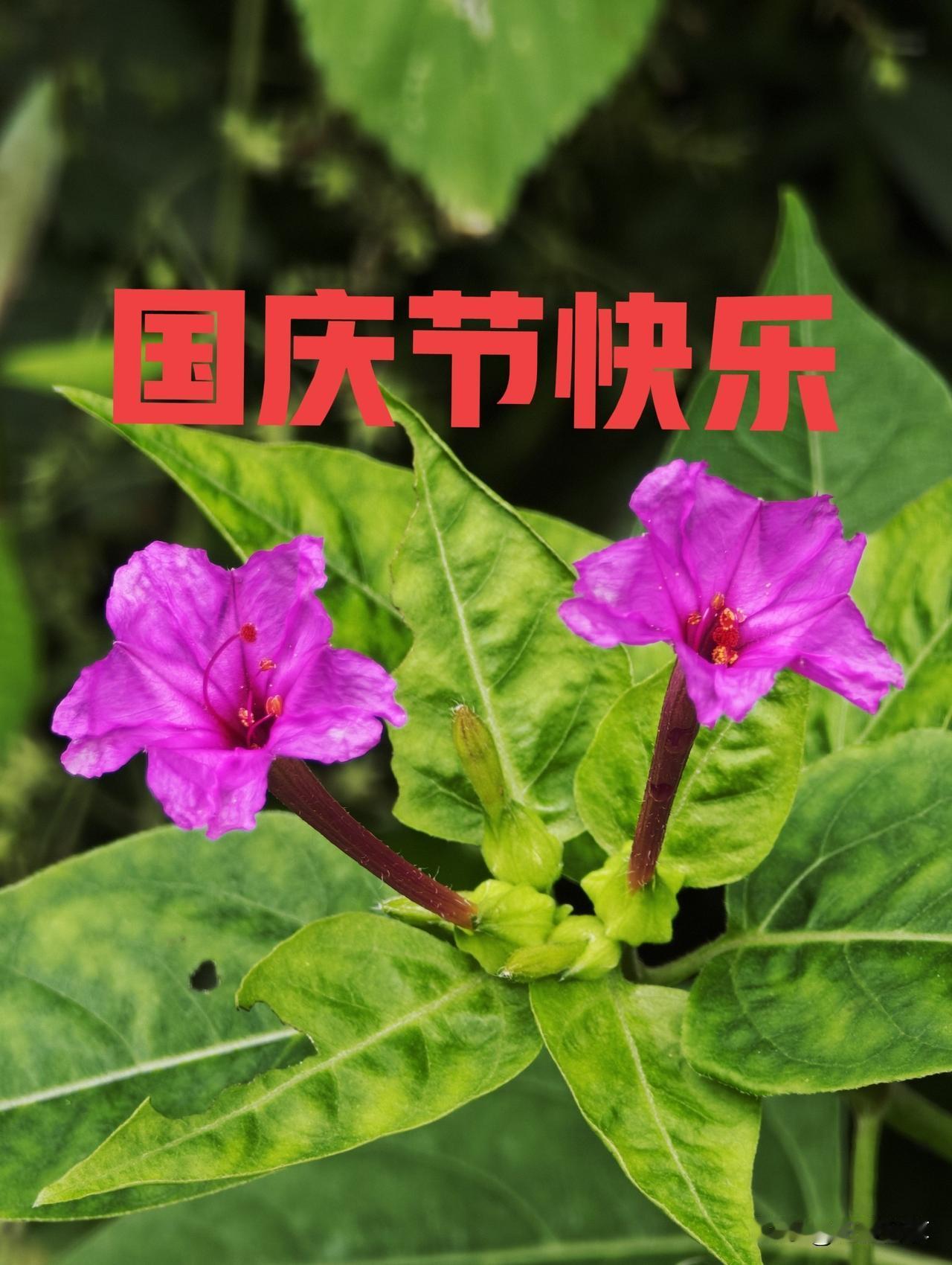 兄弟姐妹们：你们的国庆假期是怎么安排的啊？
最后祝大家国庆快乐！
