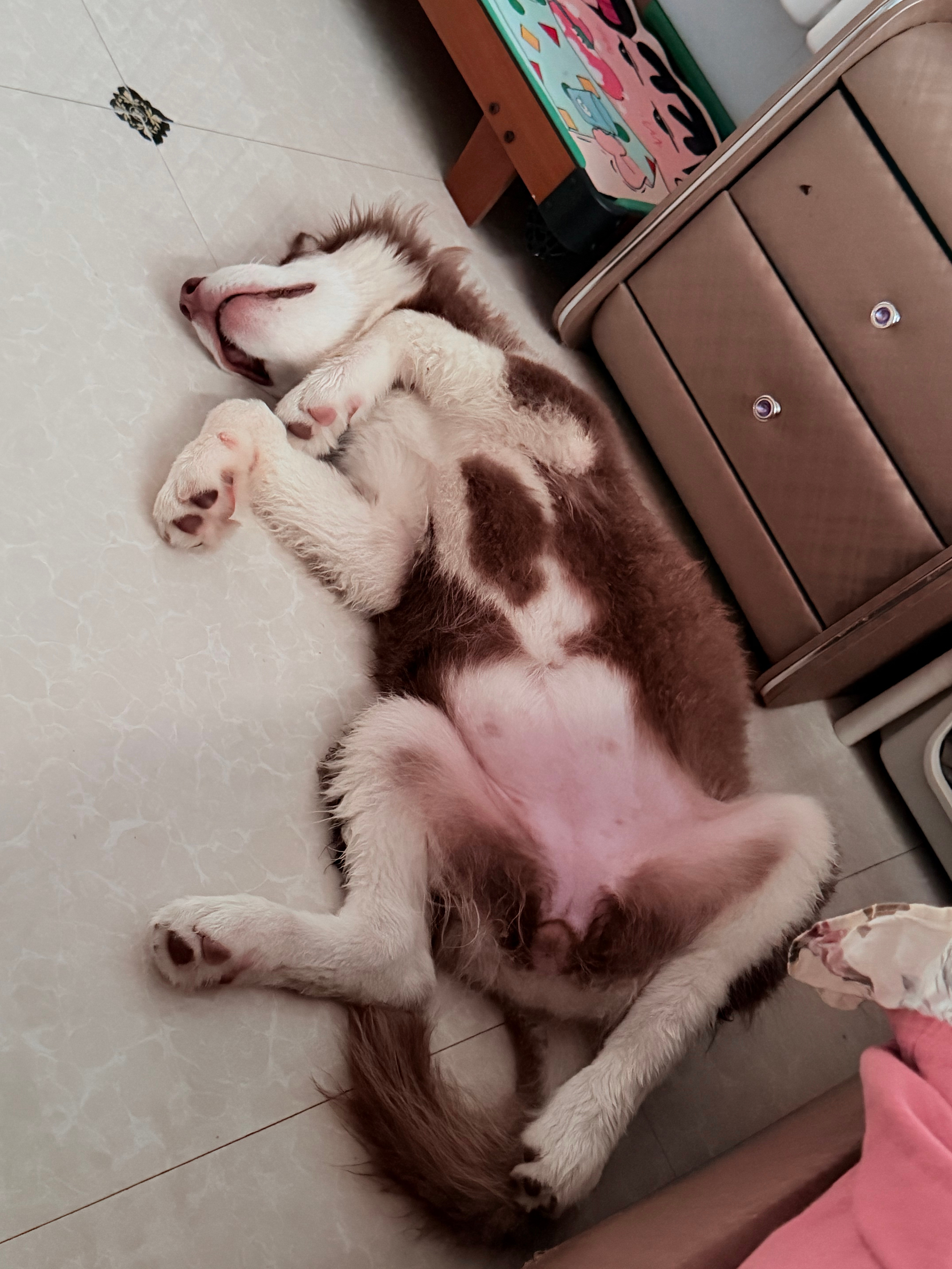 睡得呼呼的٩(๑´0`๑)۶[彩虹屁]  ​​​