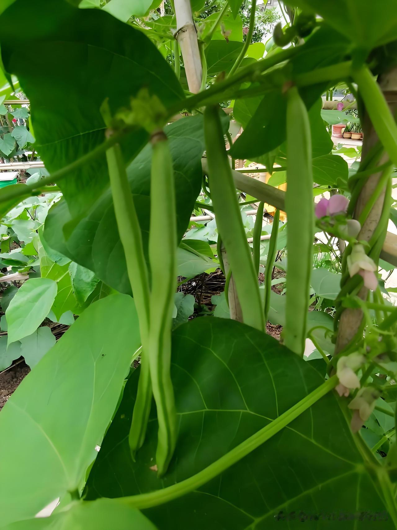 今天我在菜园摆弄豆角，菜友快来看热闹！
 
菜友们快凑过来，瞧我这会儿在菜园里“