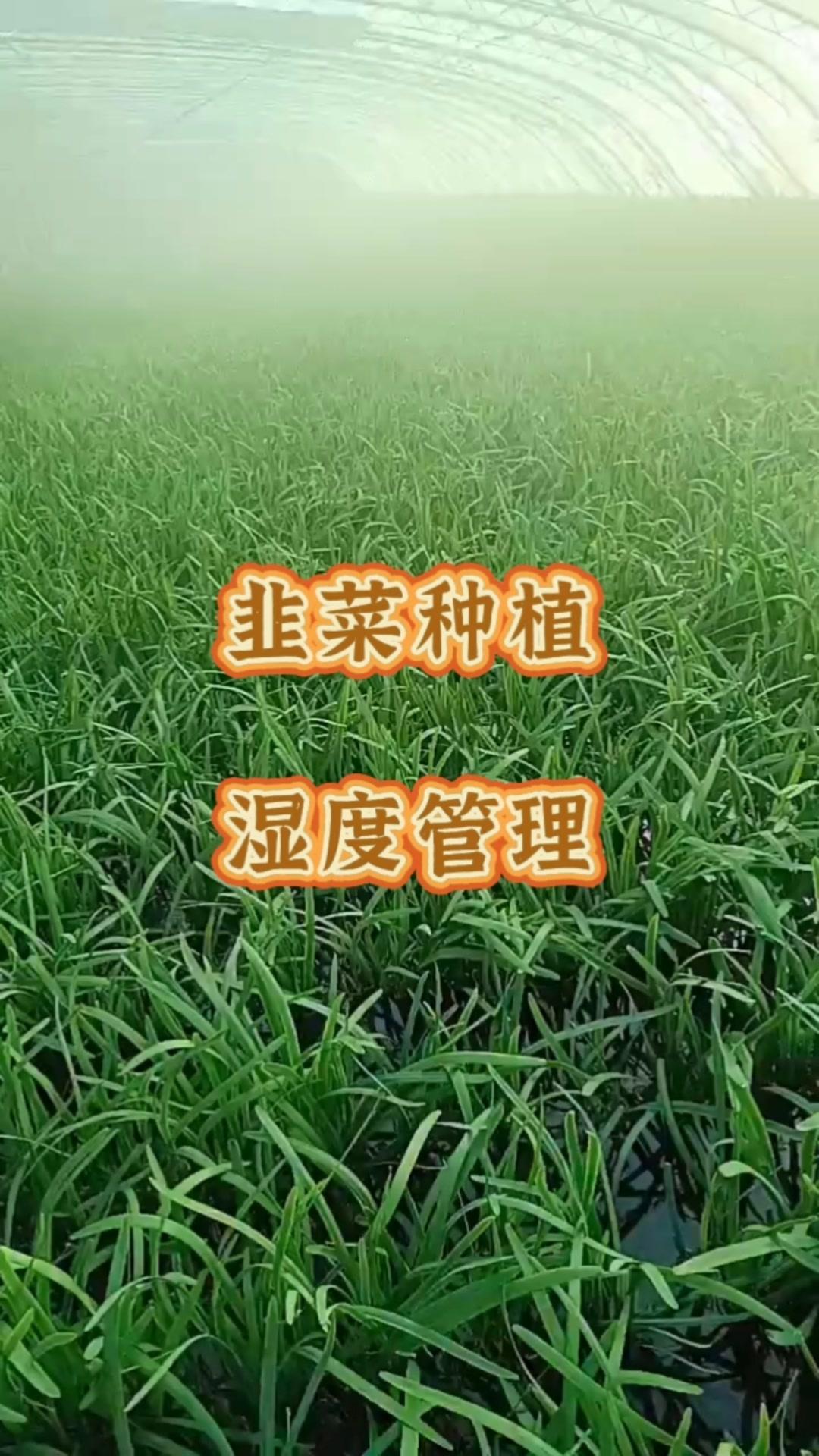 💡韭菜生长的秘诀在于平衡空气与土壤湿度。韭菜根系需充足水分以保持吸收力，而狭长