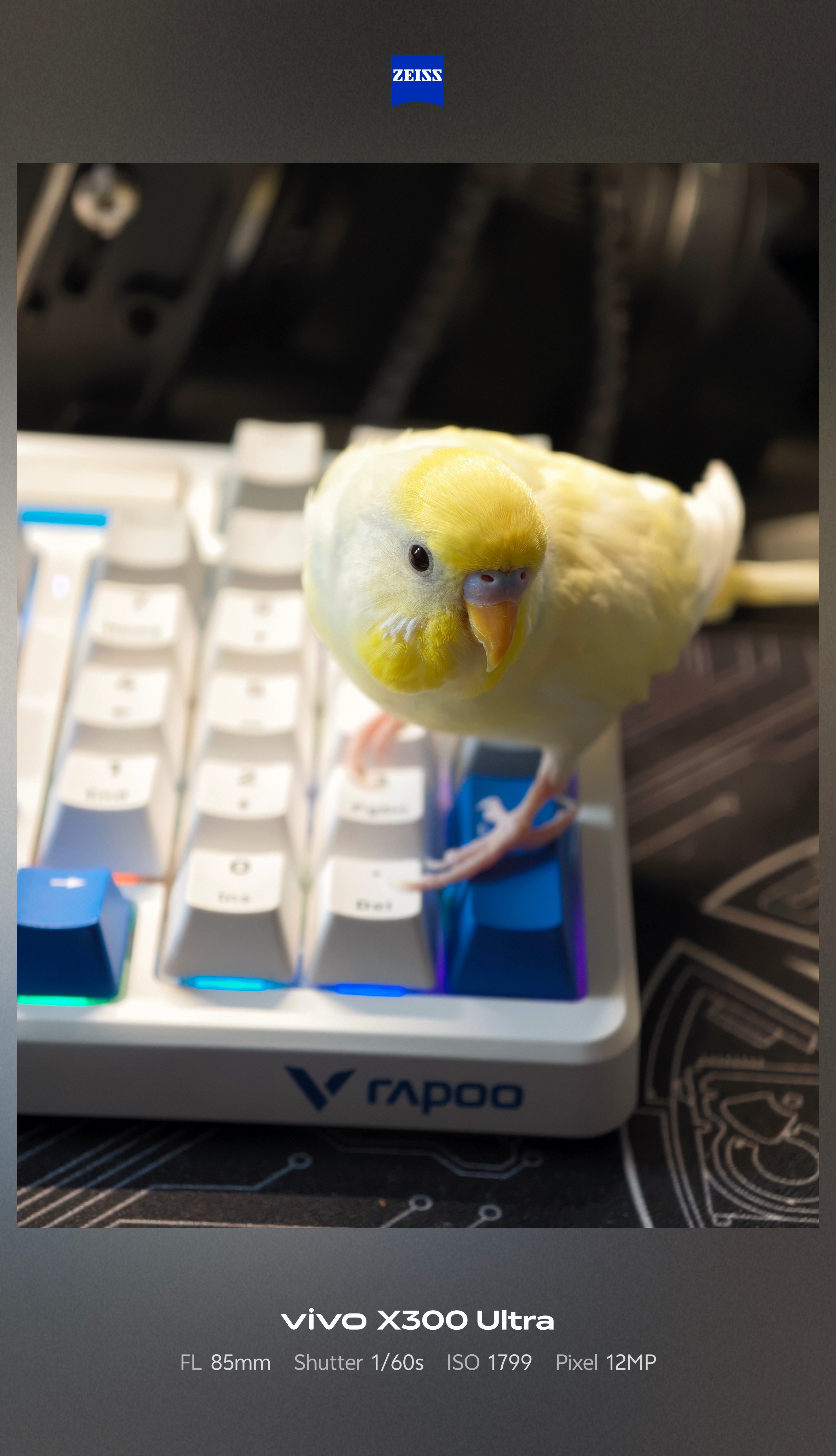 布丁说：家养的鹦鹉也是鸟！vivo长焦下的鸟类图鉴