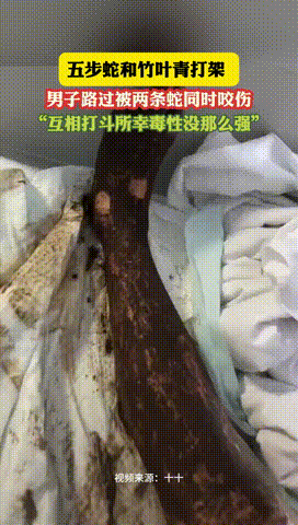 “电视剧都不敢这么演！”安徽，一男子晚上散步时，无意间撞见竹叶青和五步蛇打架，可