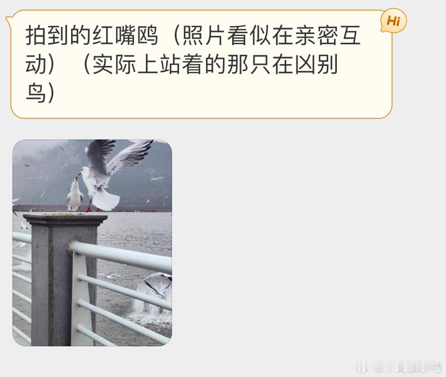 #鸟粉投稿# 嘴对嘴的红嘴鸥🙊 ​​​