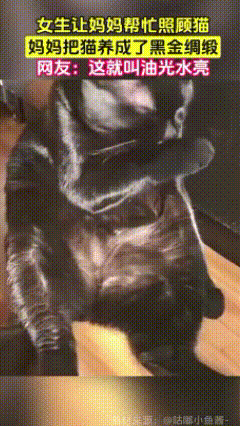 太幸福了！一女生让妈妈帮忙照顾猫咪，却不曾想妈妈经过夜以继日的精心照顾，竟然把黑