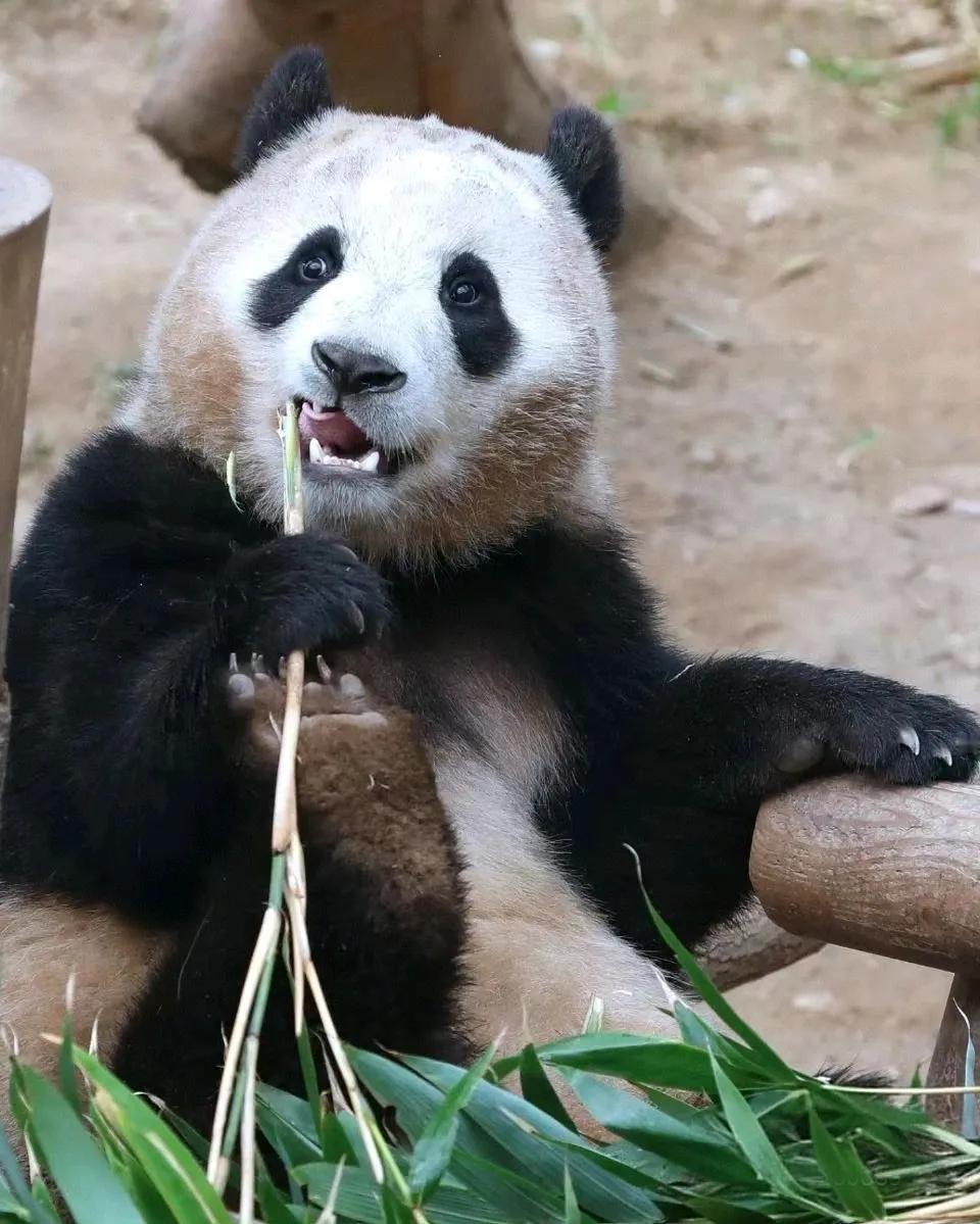 脏脏福
脏脏包
大脸ber
超模腿
头顶的小揪揪
独一无二的福大王[爱慕][爱慕