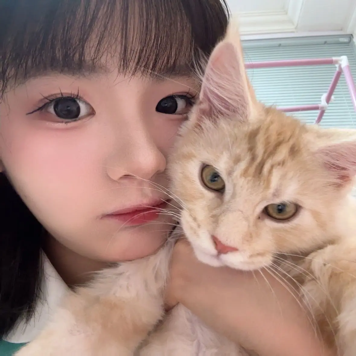 黄怡慈 好治愈的猫咪