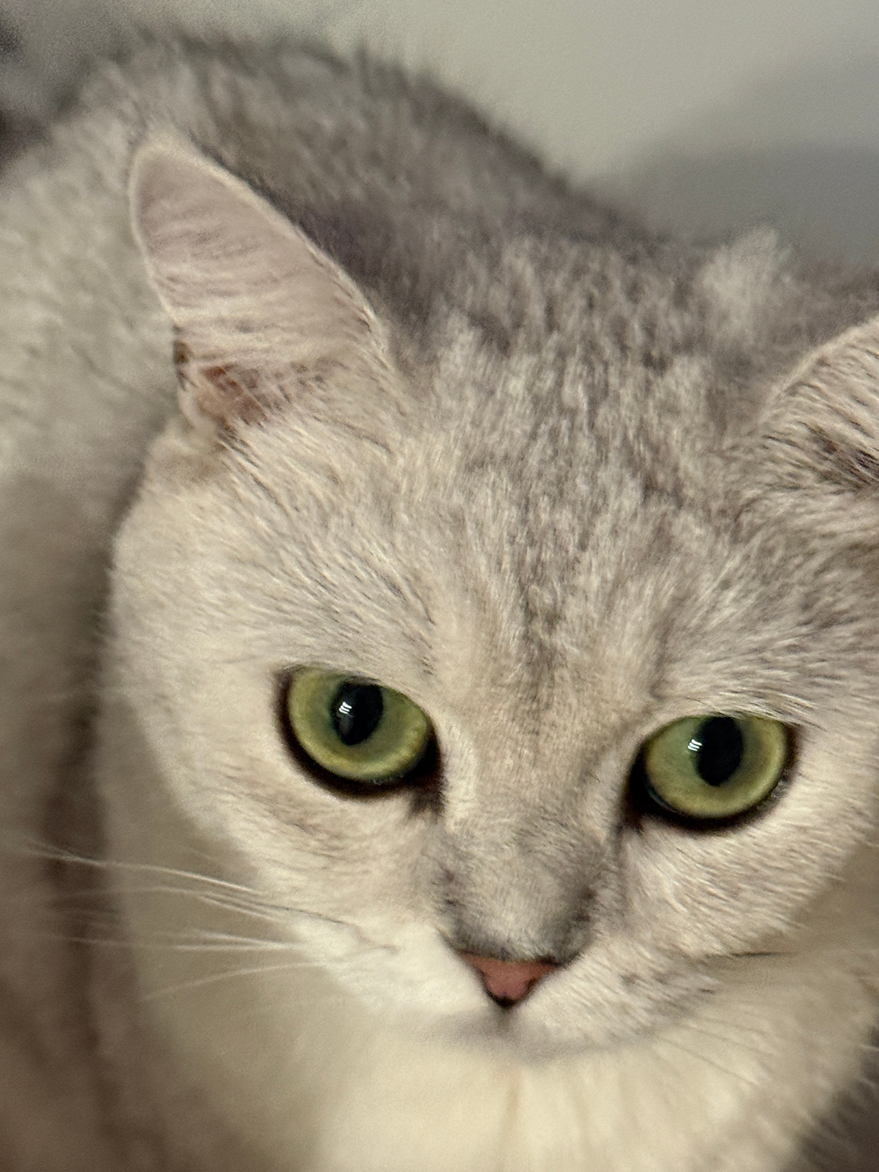给你们看我家绝世坏猫 
