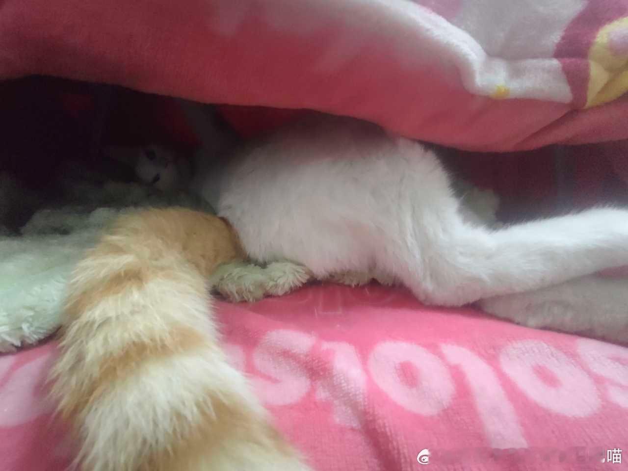49864【丑猫】超绝大屁屁和超绝靶子脸 