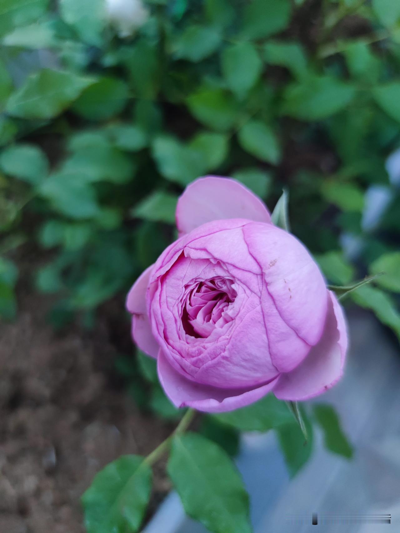 自从种了12种月季花，
我就开启了花奴模式，
前段时间蓝雨和罗伊生了蚜虫，
喷了