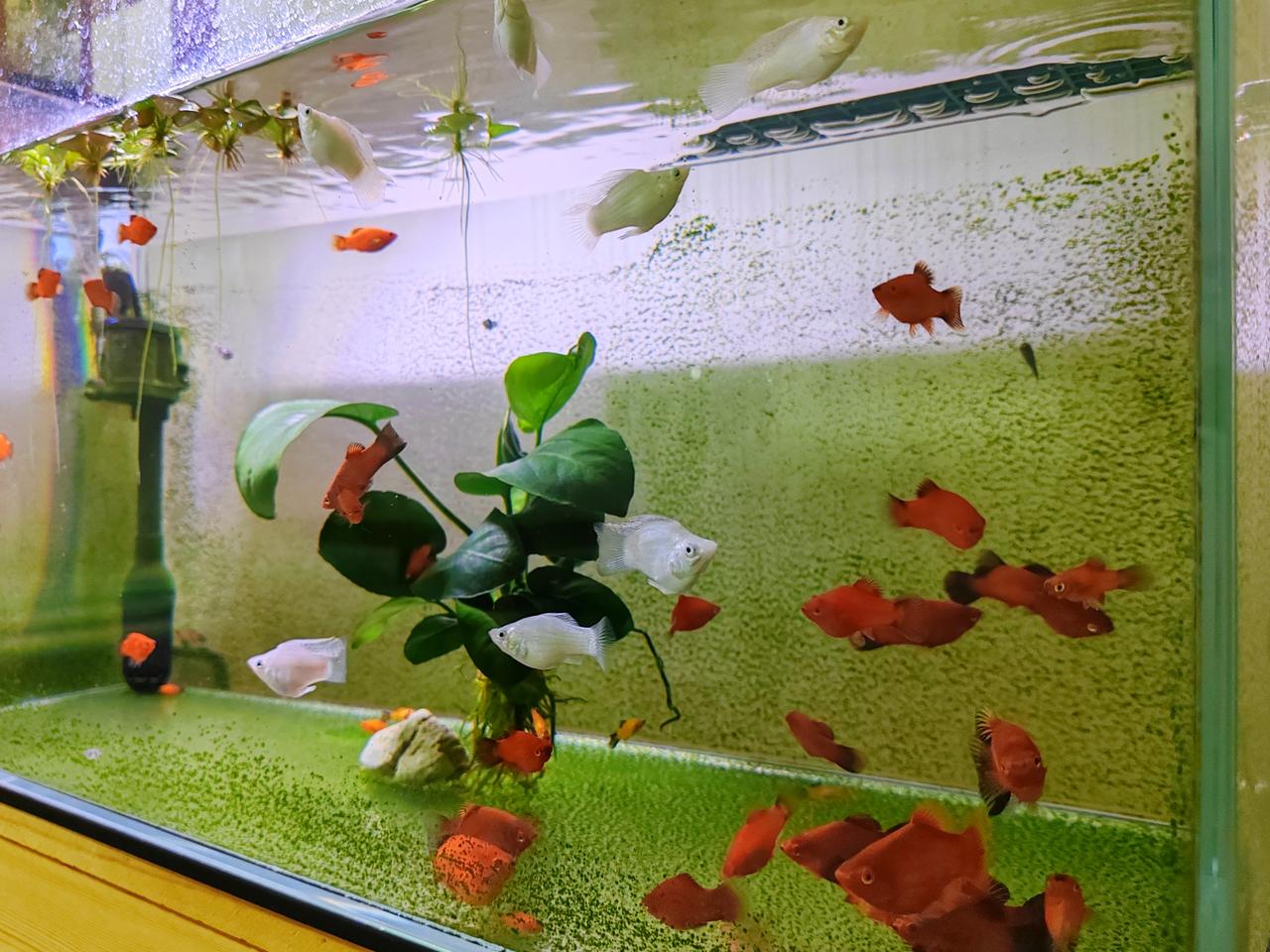 不过也有个例外，那就是鱼缸正面的整块玻璃，我会定期擦除上边附着的藻类，否则它就妨