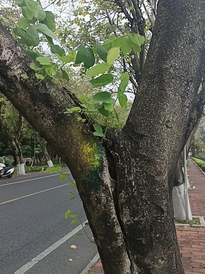 我终于知道了
为什么说肇庆有两个5a级风景区
却依然说没有什么游客要过来


