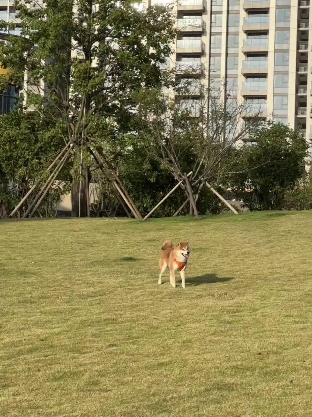 柴犬 笨蛋小狗 日常遛狗 随手拍 水灵灵的小狗