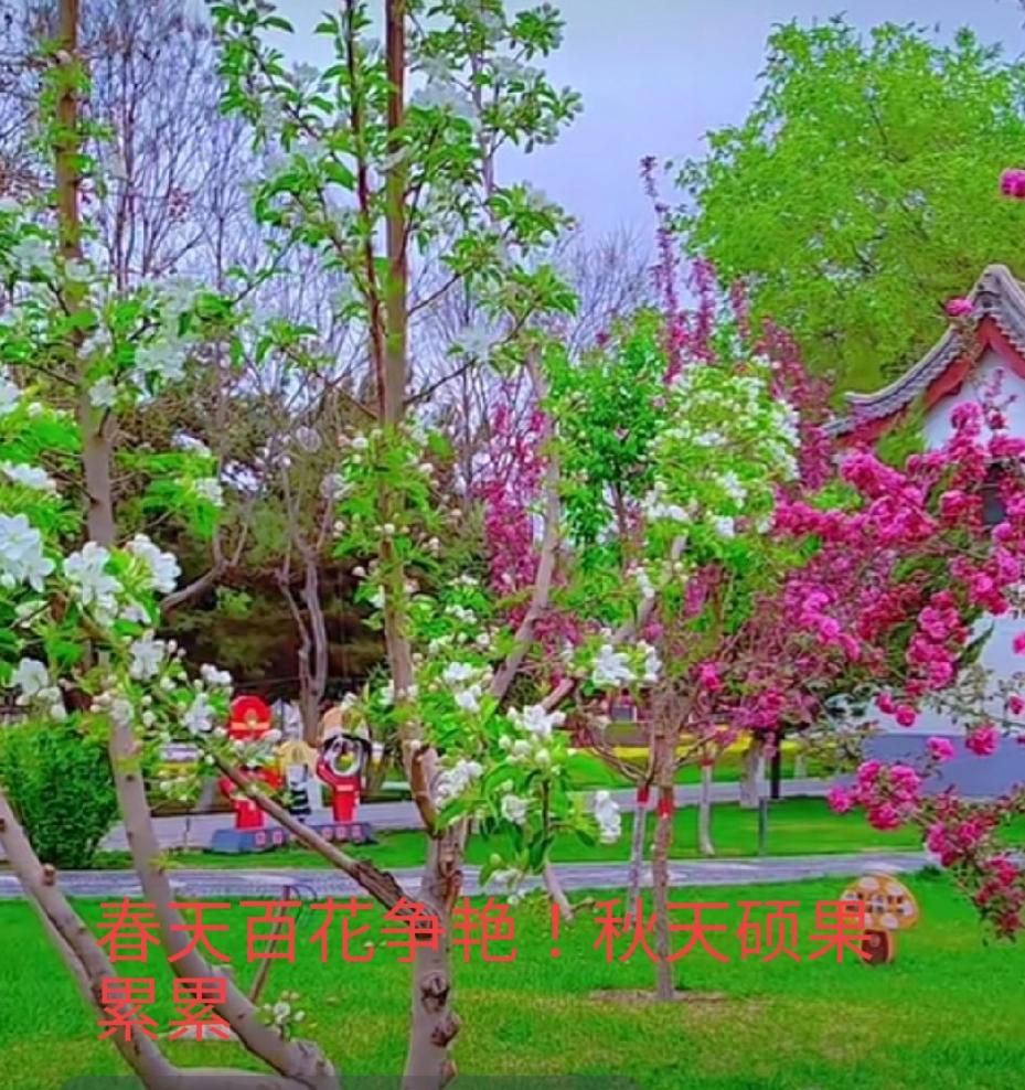 春日繁花似锦，秋收硕果累累，尽在公园一隅。🌸🍂