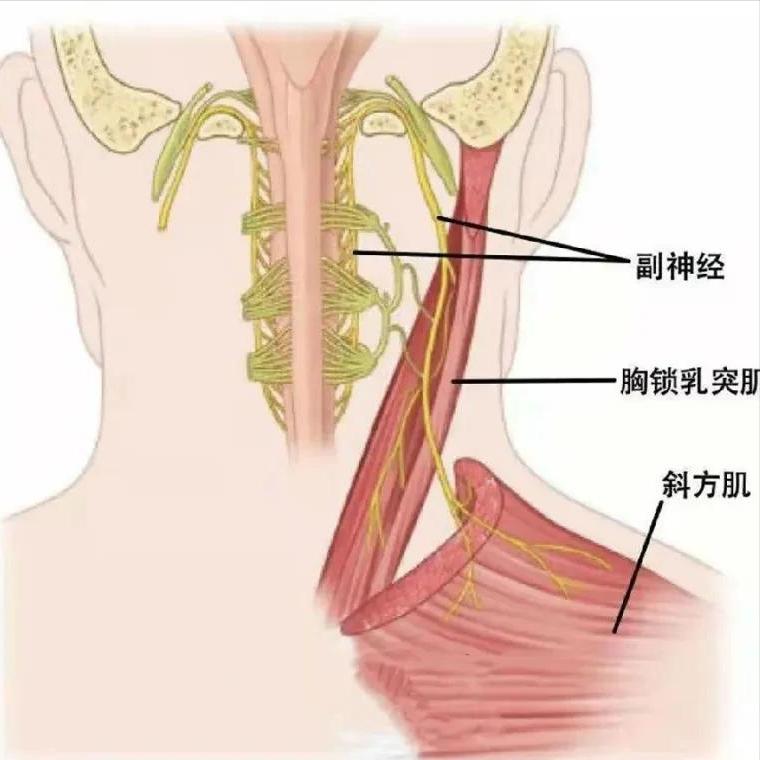 神经损伤后，想恢复正常看2点
 
“郝主任，什么时候我才能恢复啊？”，这是患者朋