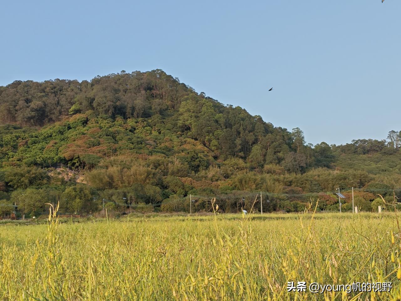 广州南沙也能看到那么漂亮的乡村环境。这里是南沙区深湾村，前不久这里种植了大片的油