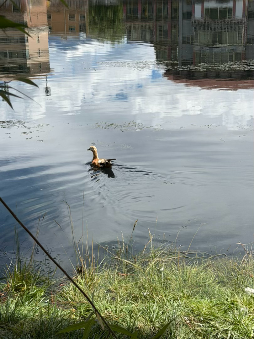 好久不见小鸭子🦆🦆🦆 拉萨·kakimo cafe(日月湖水景花园店)