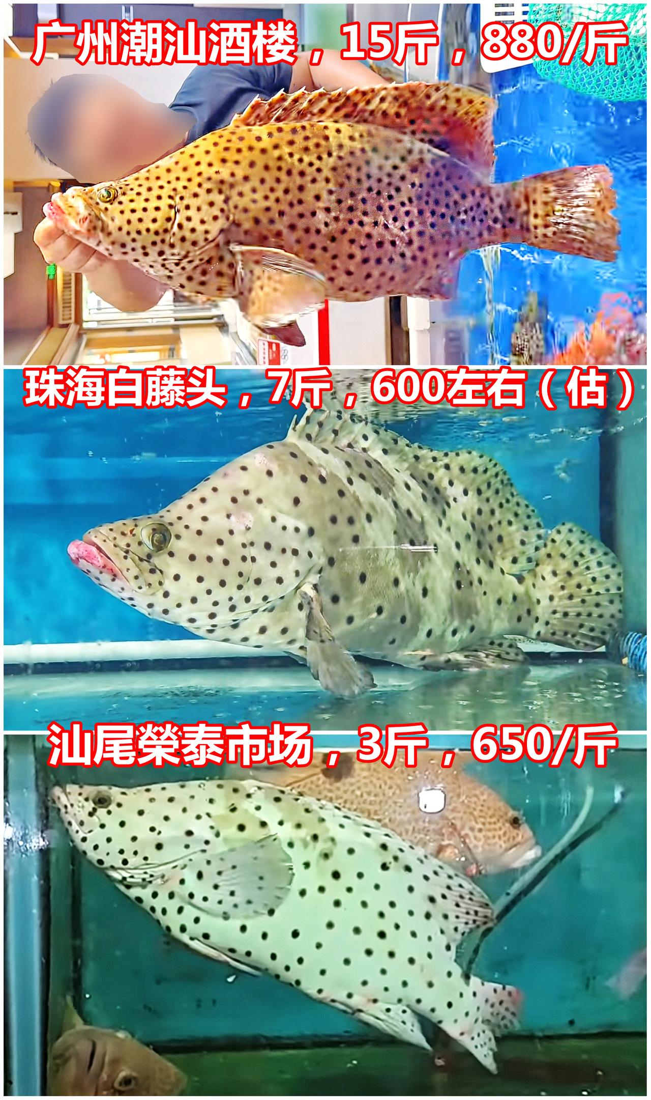 三个老鼠斑，是否野生，你选哪个？

假设预算充足，你觉得哪条是野生，你选哪一条？