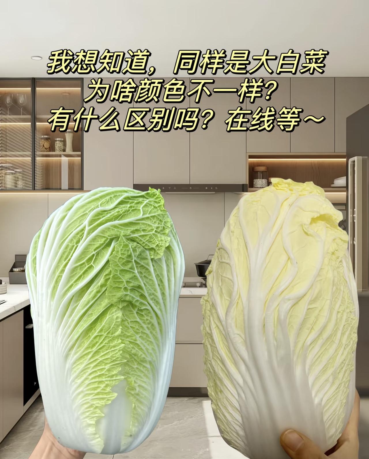 家人们，买了两颗大白菜，一个绿油油，一个黄嫩嫩，这是啥情况？同样是大白菜，为啥颜