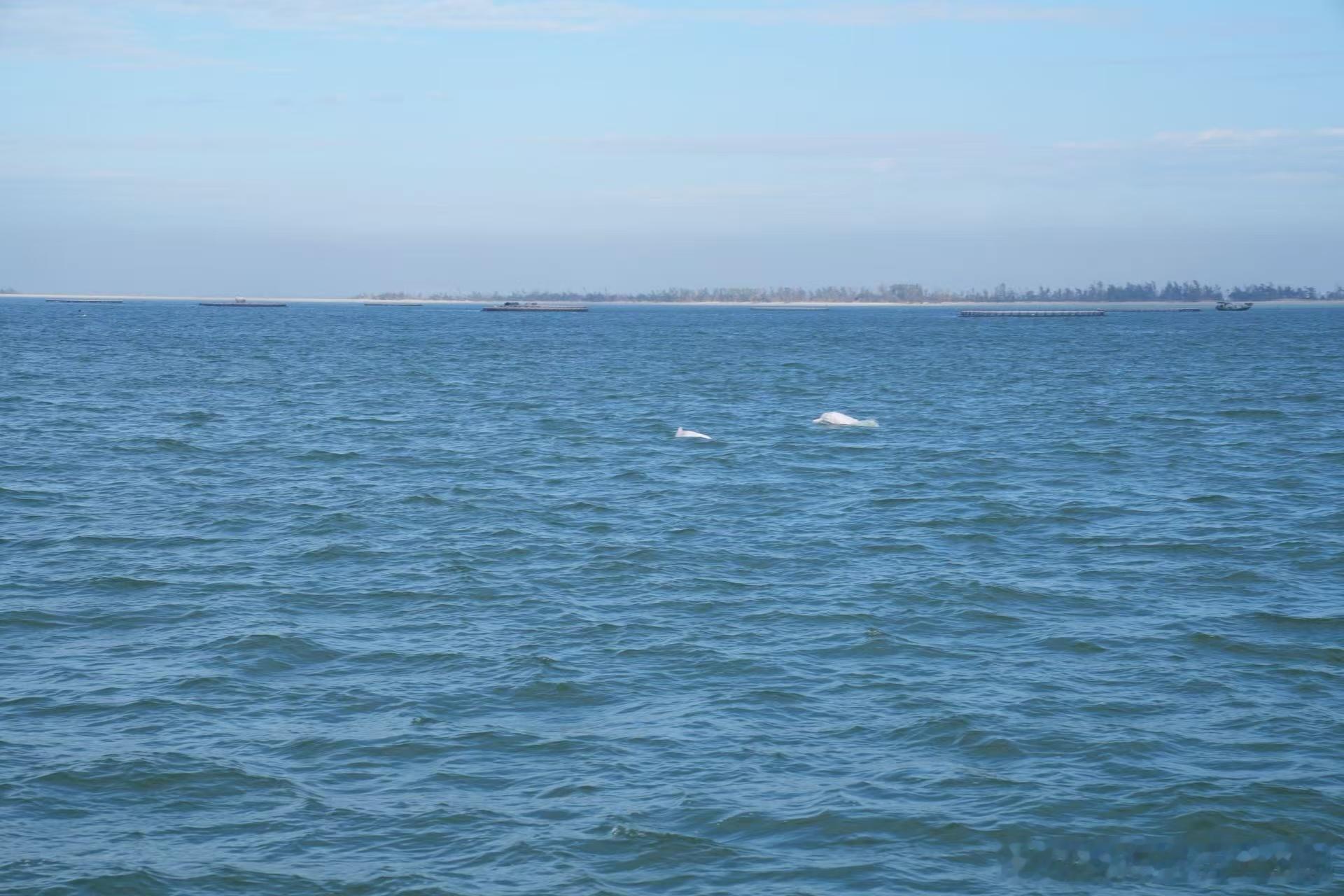 朋友发来的照片，原来湛江的大海，一点都不比马尔代夫差，而且还可以追海豚！中华白海