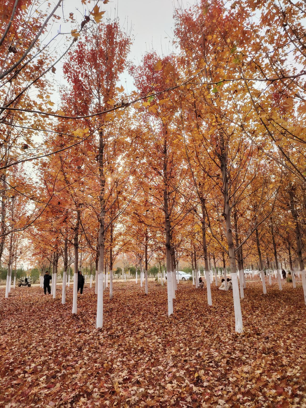 可以分享一张秋景树叶的的照片吗
