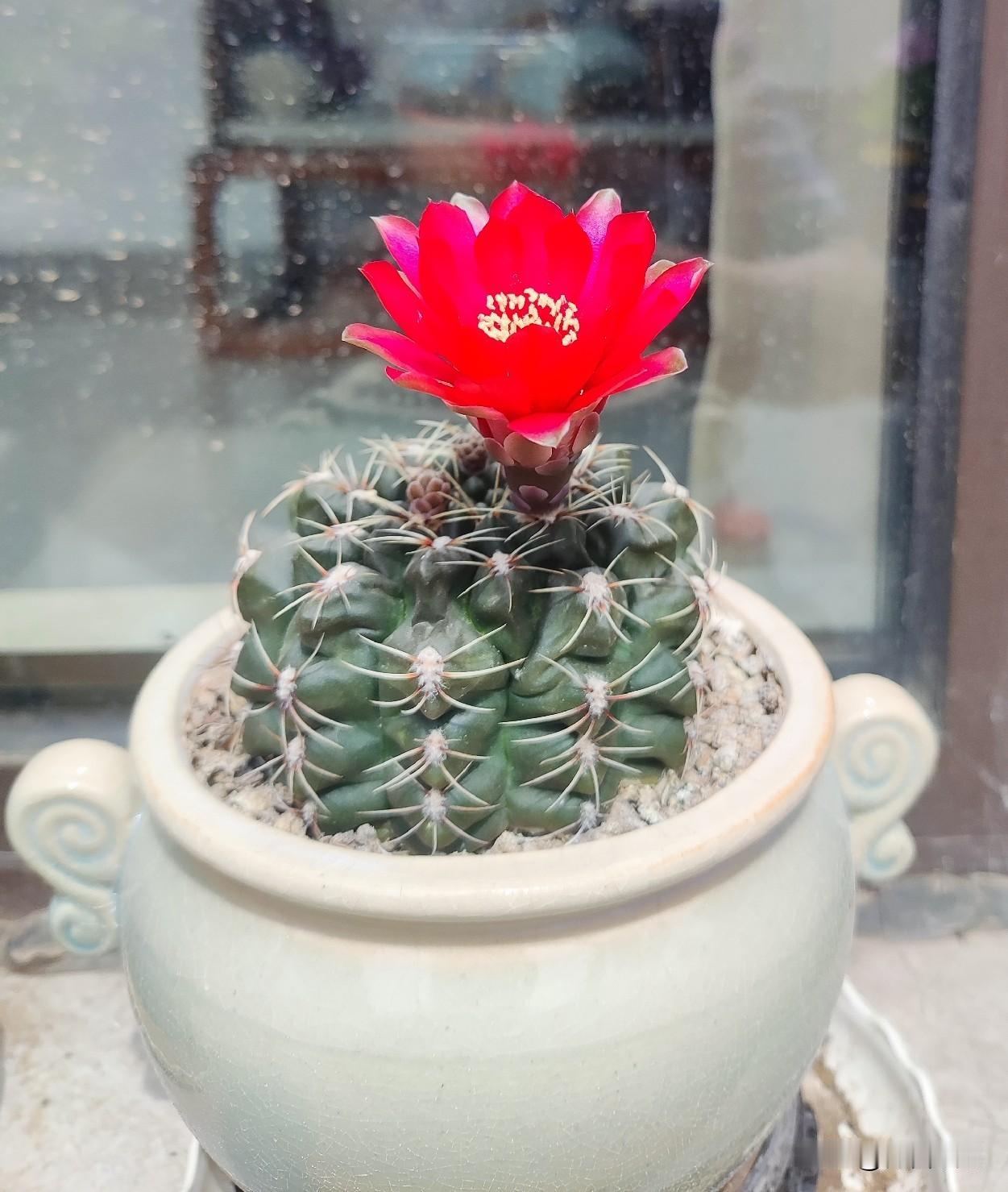 一坨绿肉球，花开明月楼。
人生几回合，快乐度春秋。