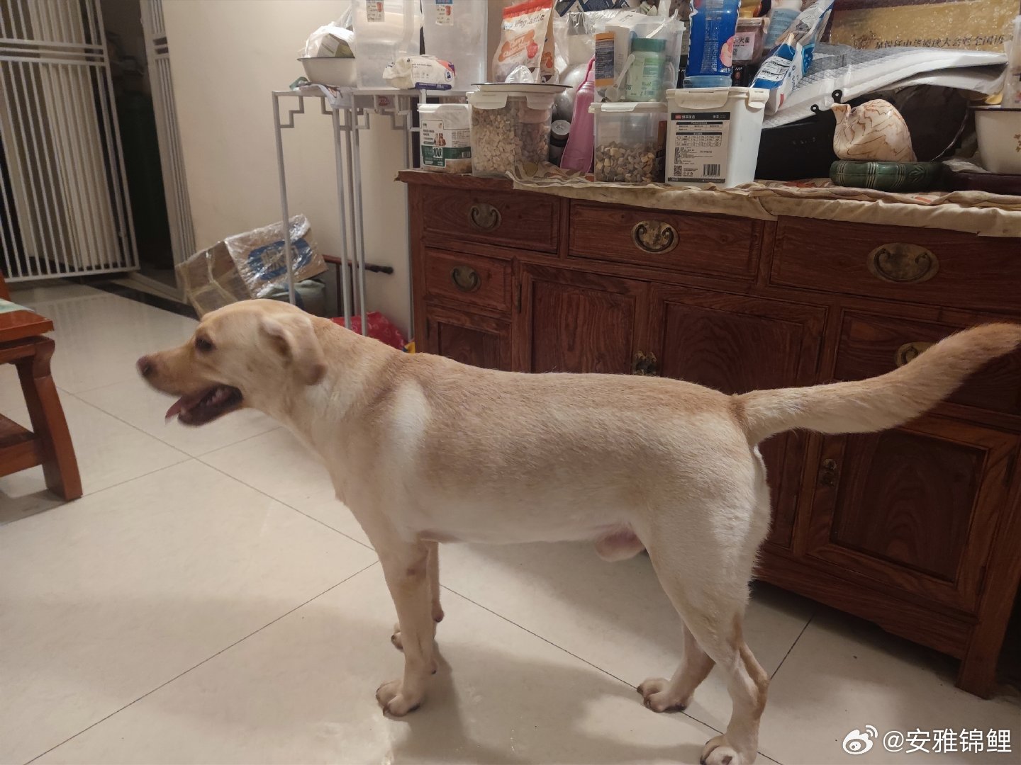 身材保持良好 拉师傅秋季减肥计划中 ​​​