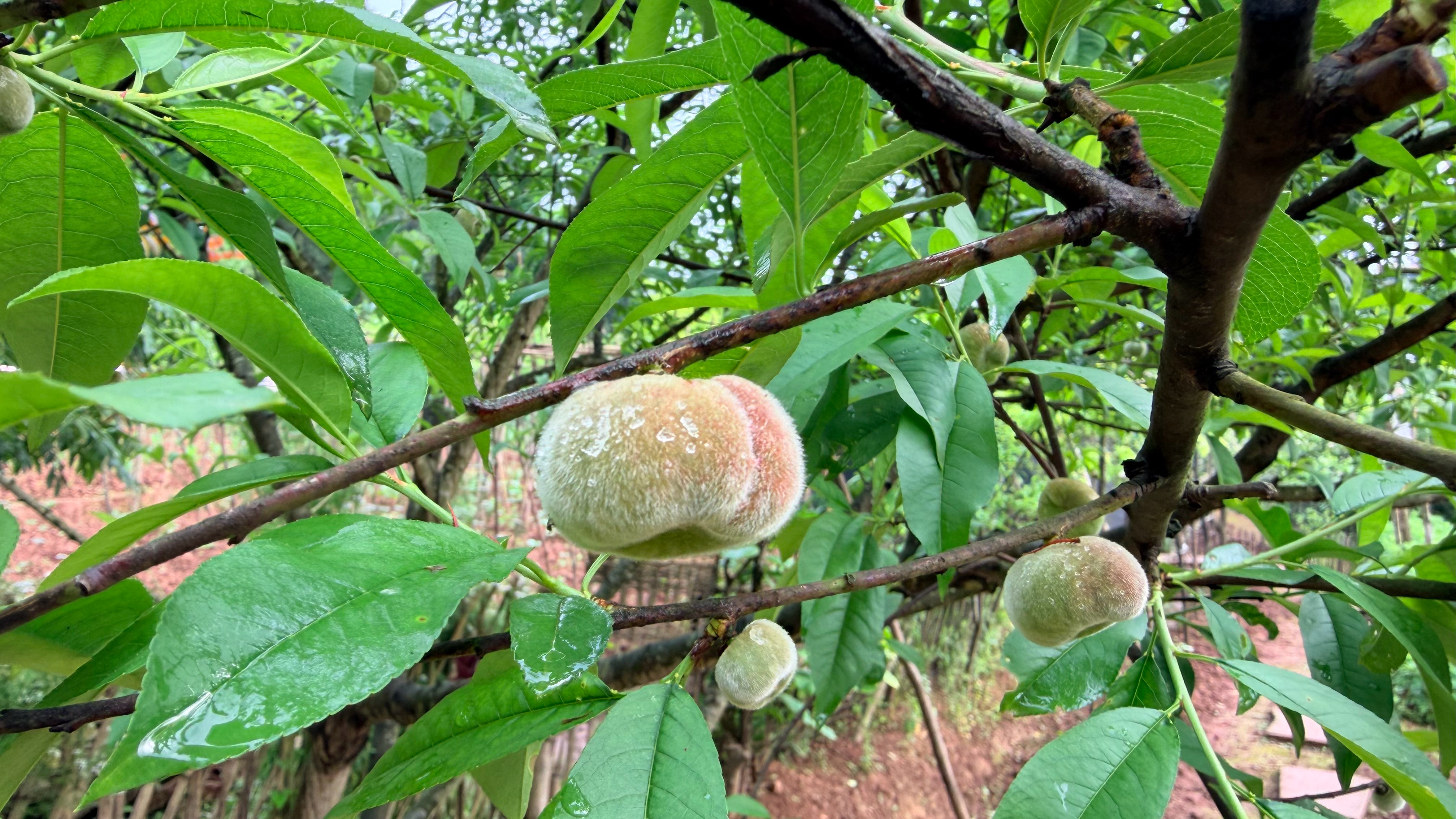 猜猜是什么花？ 