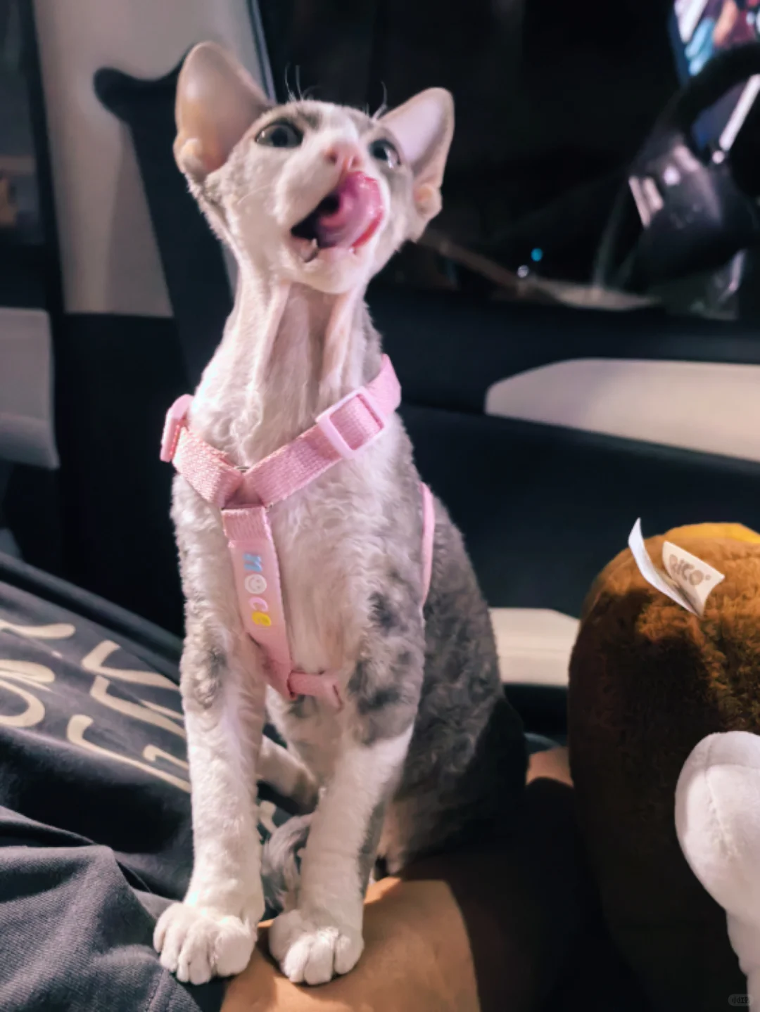 长大了 想带出门经常去溜溜