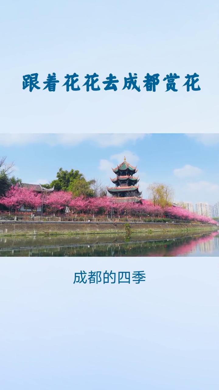 跟着花花去成都赏花。
晓看红湿处，花重锦官城。成都的四季从来都被繁花簇拥，跟着花