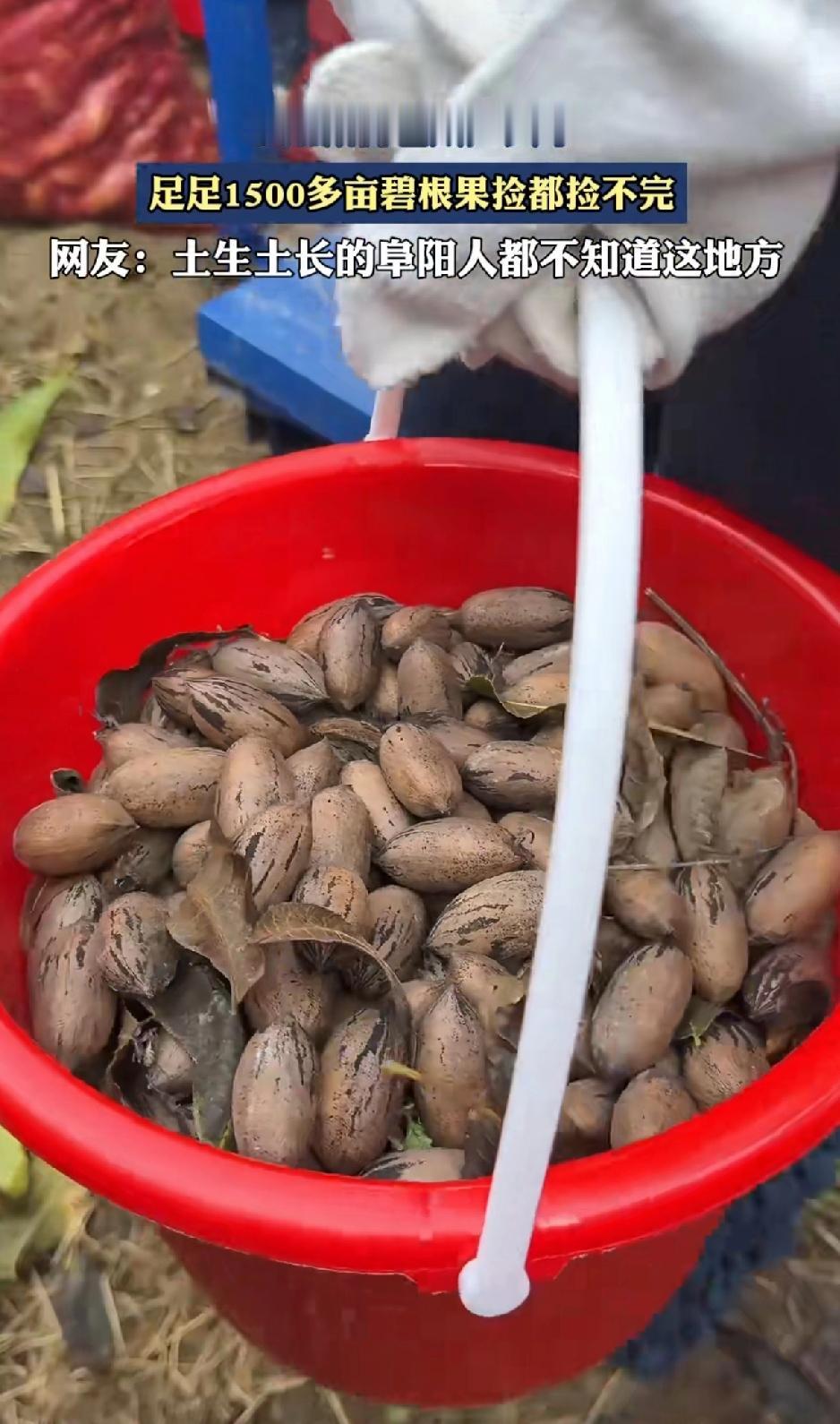阜阳藏的也太严实了，现在才知道阜阳有足足1500亩碧根果捡都捡不完！

现在才被