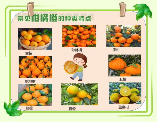 常见的柑橘橙的种类特点