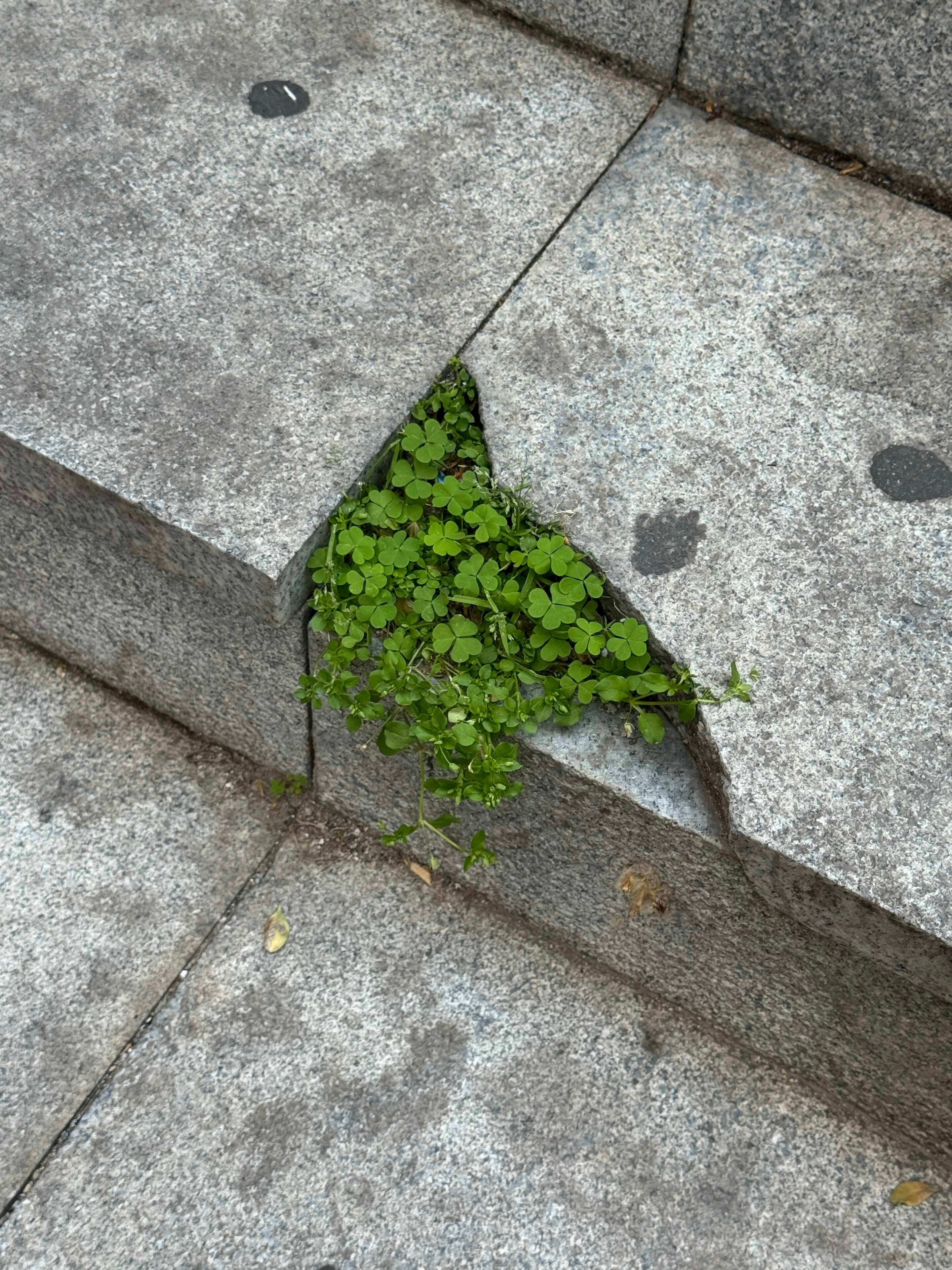 缺角里长出了一窝幸运草🍀 