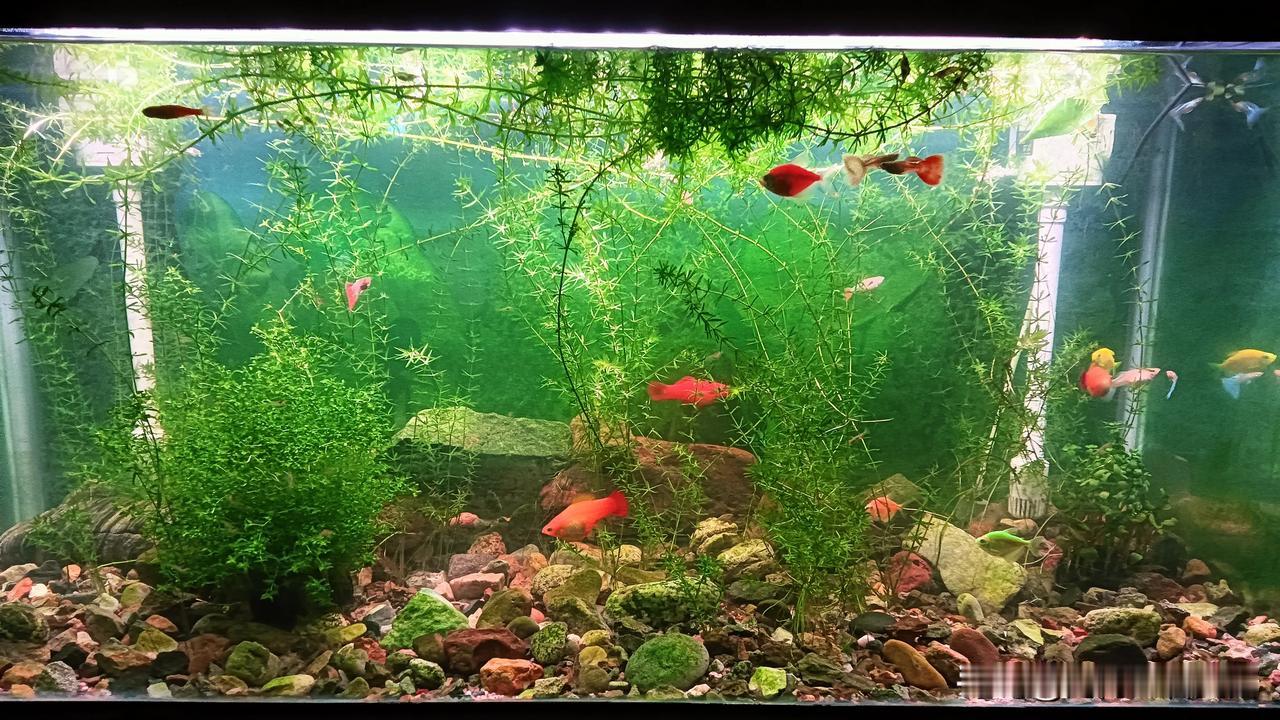 冬日初雪纷飞时，养鱼君何日再来？