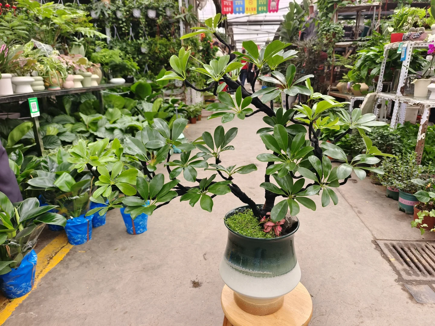 造型鸭掌木✨招财树✨招财进宝✨乌鲁木齐
