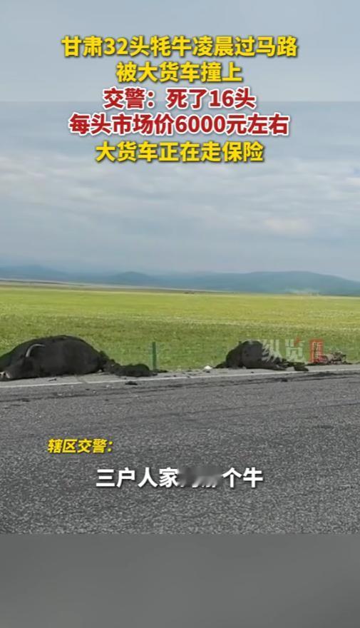 “天塌了！”8月1日，甘肃，一货车司机凌晨赶路途中，没有看清牧民放的黑牦牛，一下
