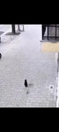 婴儿从高楼坠落，楼下猫咪看到，竟然奇迹般做出了救助动作，虽然它没有能力接住婴儿，