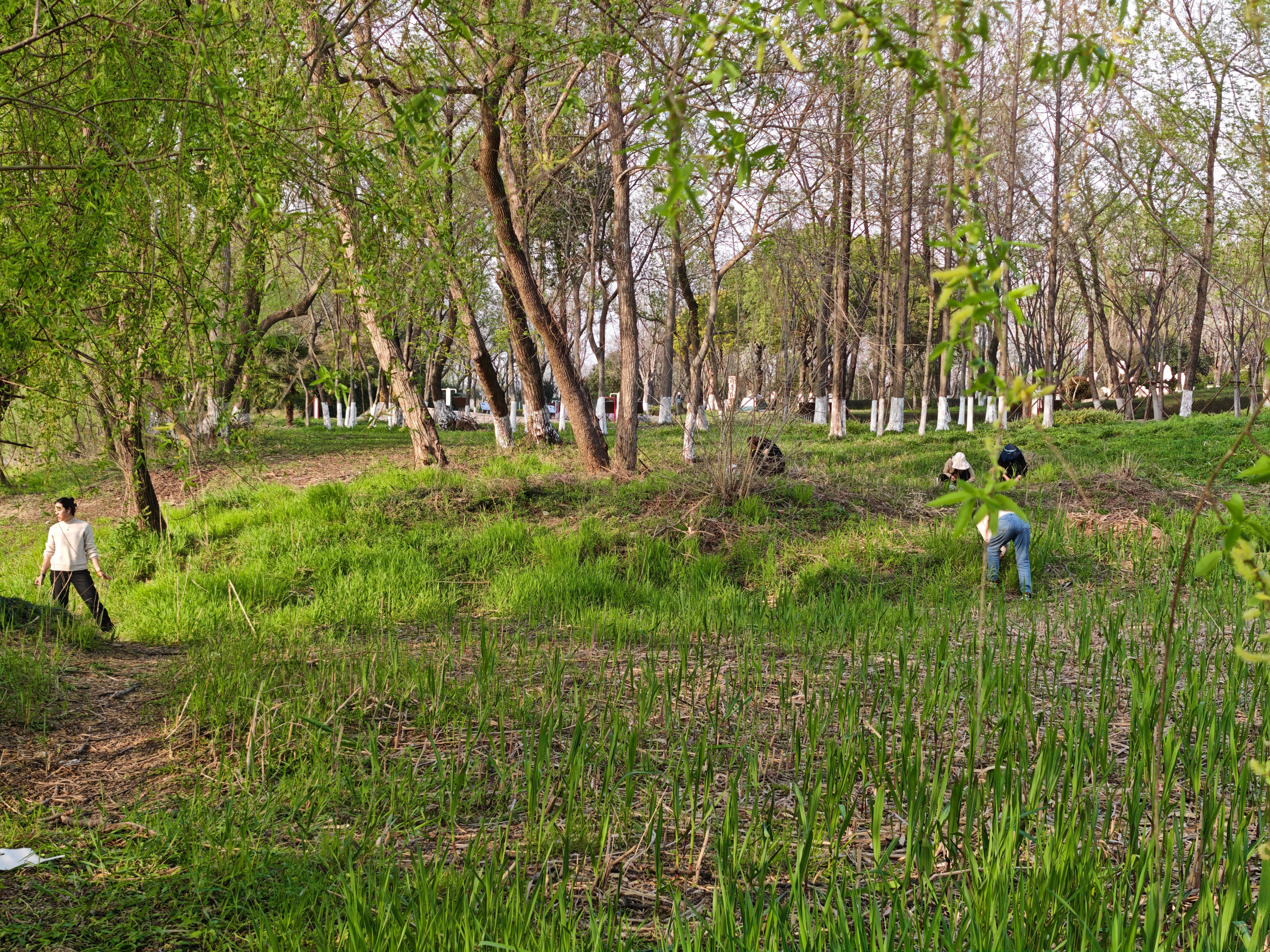 身体里的远古祖先基因已经觉醒，今天打野收货颇丰 