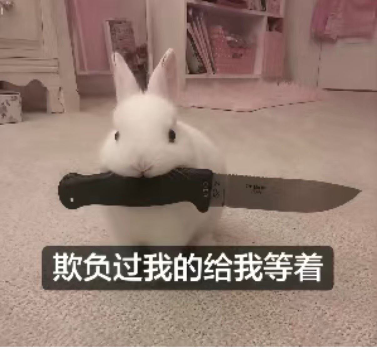 分享一下萌萌的表情包