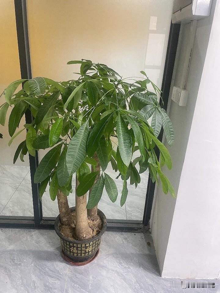 秋日生活打卡季秋天的一点绿意！