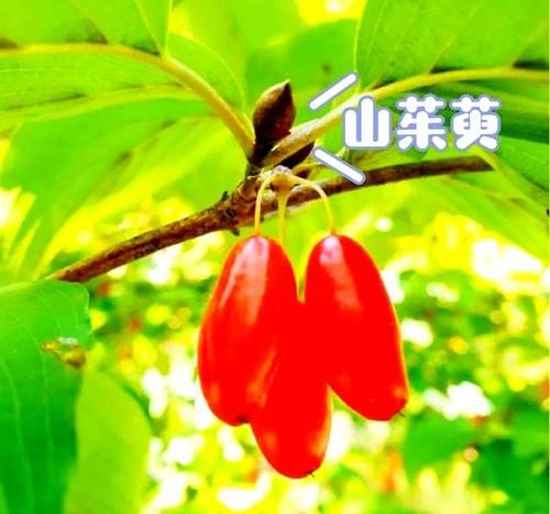 “遍插茱萸少一人”这一句诗出自唐代诗人王维的《九月九日忆山东兄弟》，也是重阳节主