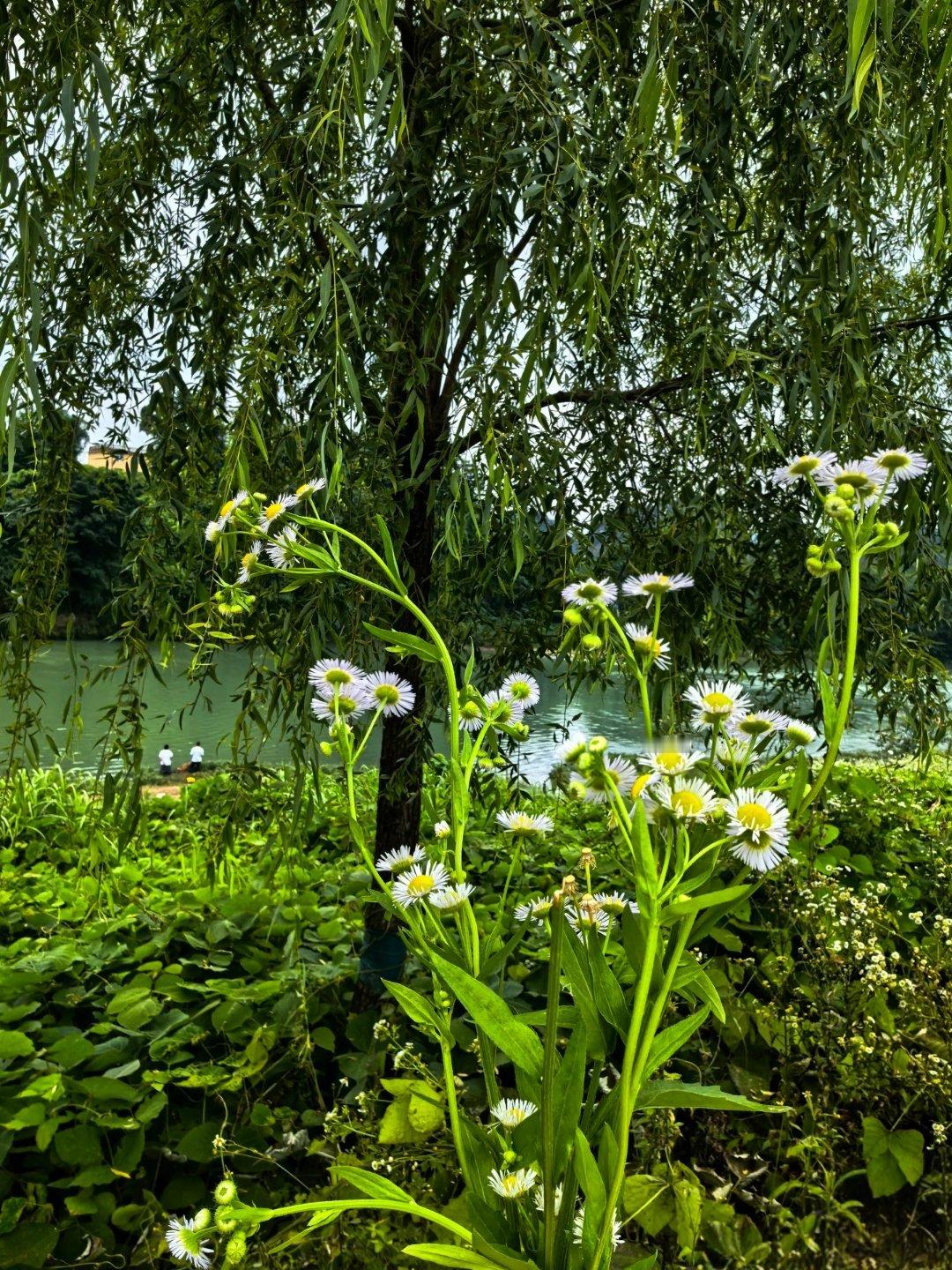生活手记[超话]生活手记周末的早上去森林公园里溜达了一圈，公园里的小野花还挺好看