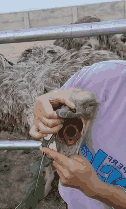 鸵鸟是没有牙齿的。这是因为它们的食物主要是植物和小颗粒，不需要牙齿来咀嚼。相反，