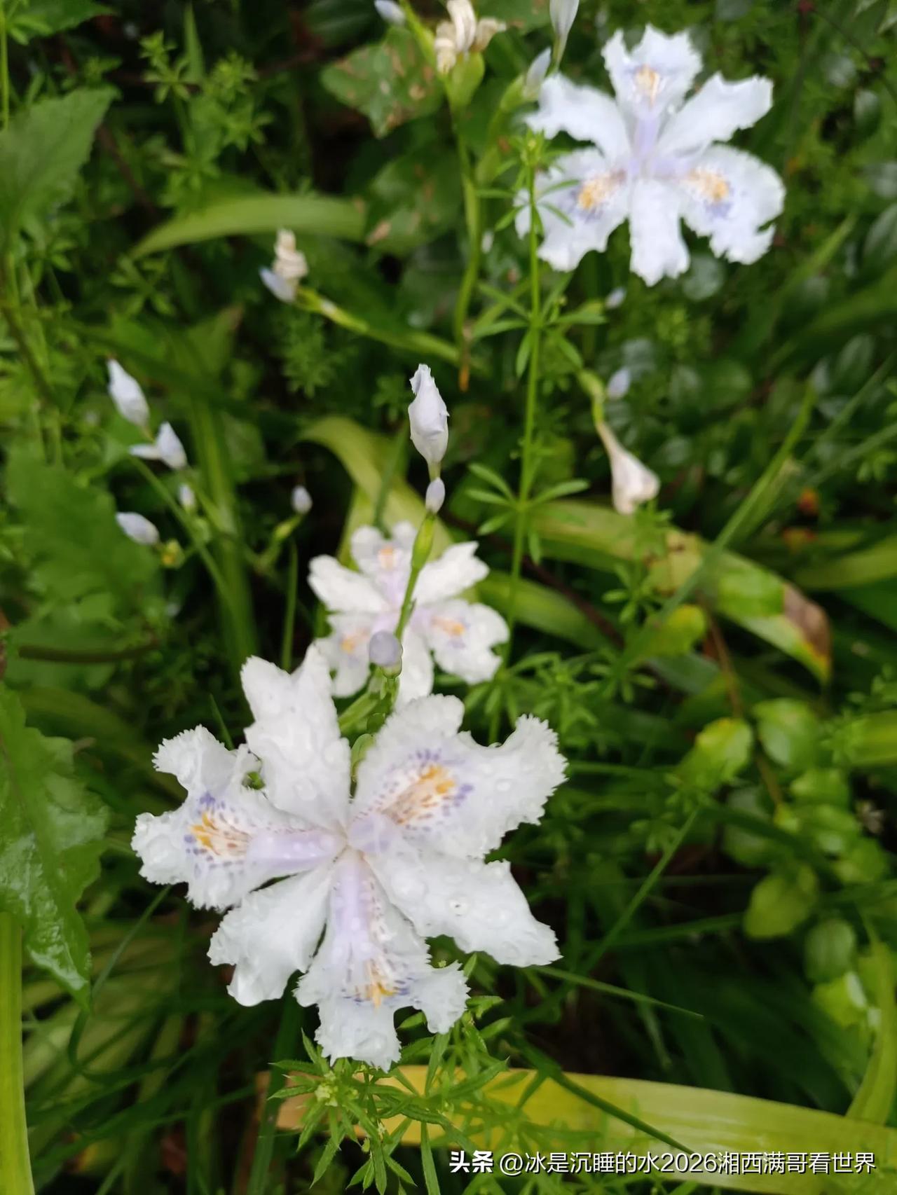 春天的颜色在哪里？在每个人的眼里、心里、在城市的每一个角落里………