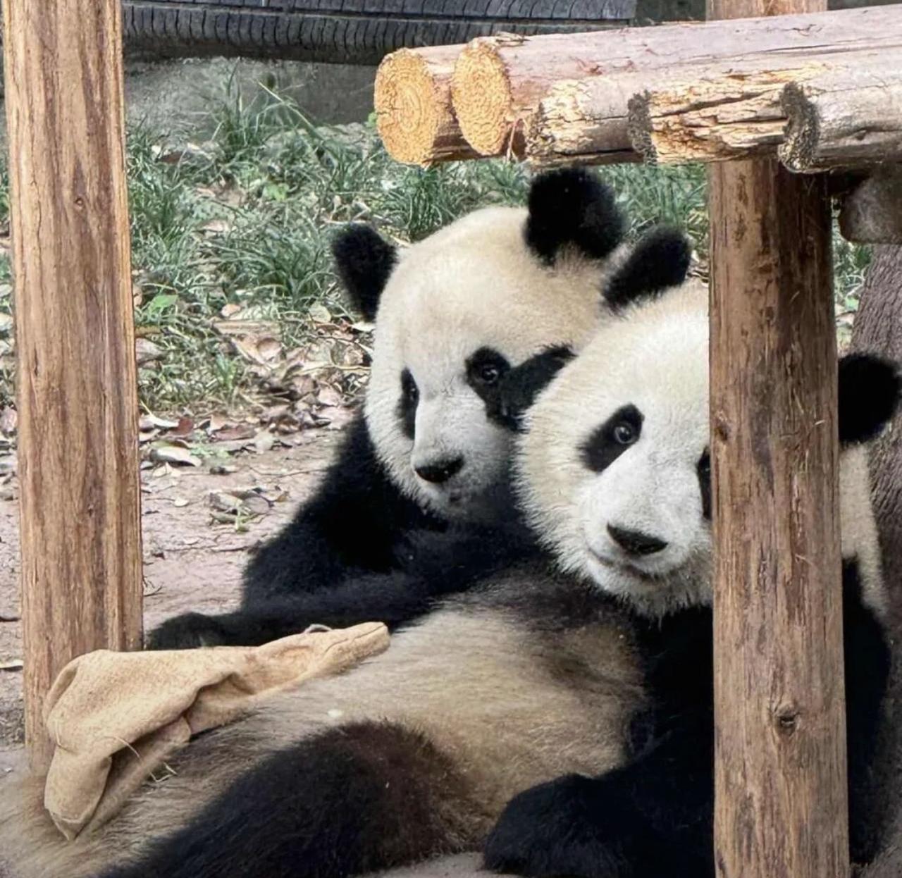 我相册里有好多熊猫的照片，张张都能萌化人心。
有在成都大熊猫繁育研究基地拍的，2